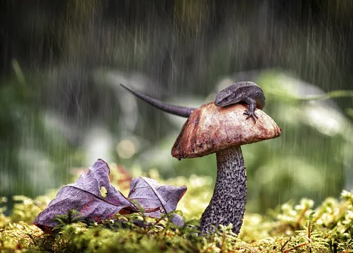 Сколько времени растут грибы летом и осенью после дождя