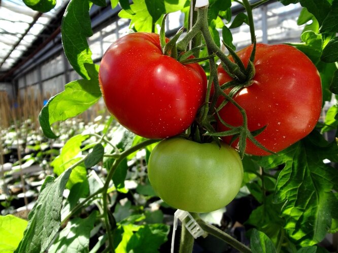 Какие сорта томатов лучше использовать для консервирования и засолки назиму?