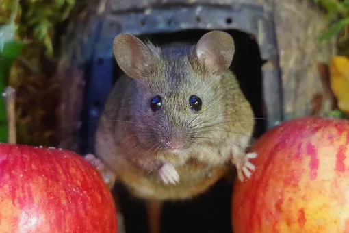 Ми-ми-милашки: фотограф построил мышкам домик и устроил фотосессию