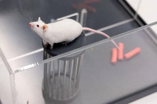 Новая технология была открыта при помощи опытов на мышах