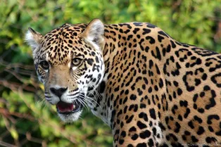 Отбила голыми руками: леопард похитил ребёнка, но мама сумела его спасти
