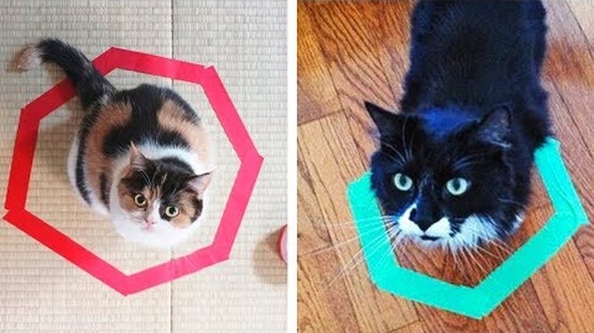 Безопасность в приоритете: кошки принимают социальную дистанцию во имя здоровья