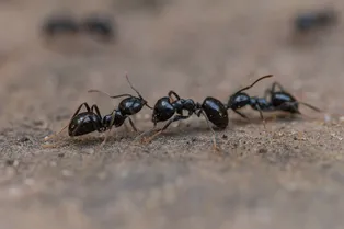 Как избавиться от садовых муравьёв?