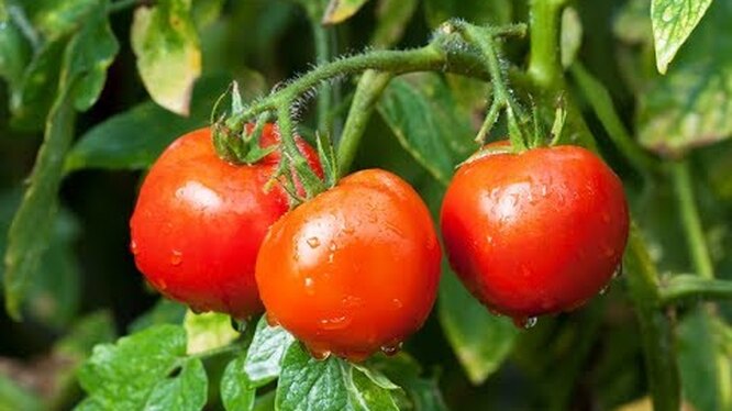 Как поливать помидоры во время созревания плодов?
