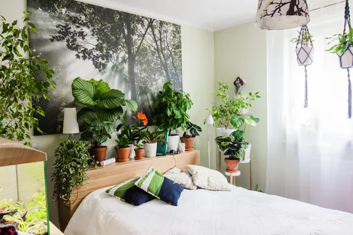 Как выбрать идеальное растение для своей спальни