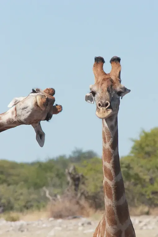 веселые жирафы фото