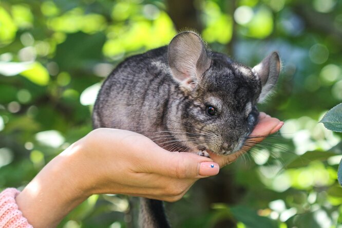 Шиншилла — как ухаживать в домашних условиях и чем кормить