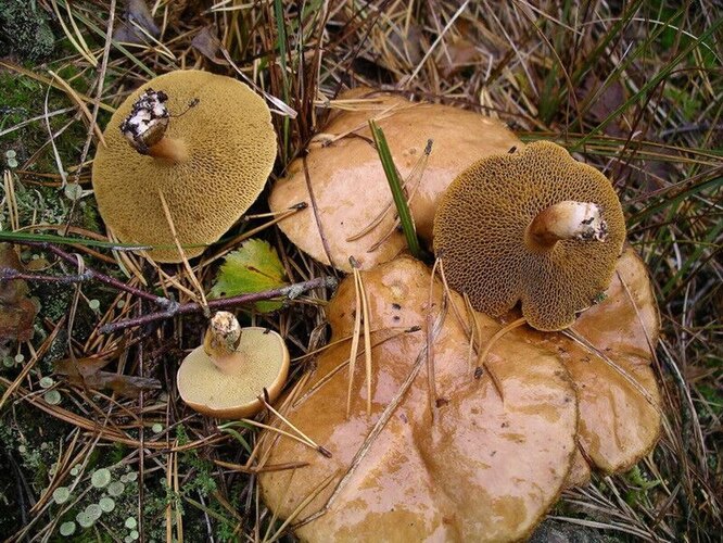 Маслята: фото и описание грибов, виды, где растут, когда собирать, рецепты