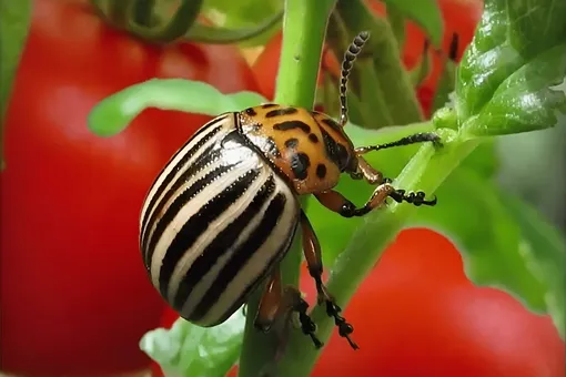Колорадский жук на помидорах: эффективные покупные и народные средства борьбы