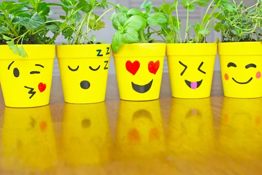 Кашпо и горшок: чём отличаются и какой вариант лучше