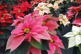 Рождественская звезда — праздничный цветок: как выбрать пуансеттию и продлить ей жизнь