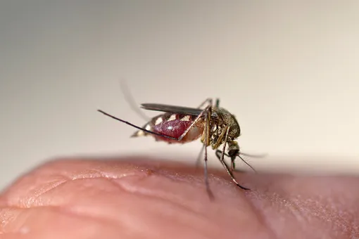 комар пьет кровь человека