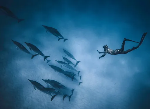 Дельфины иаквалангист в океане фото