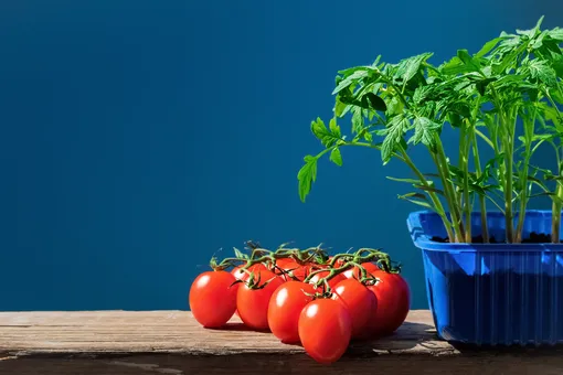Тепло и ветер: 5 секретов выращивания хорошей рассады помидоров