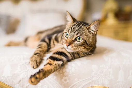Бенгальская кошка — Какие породы кошек считаются самыми красивыми: фото, описание красивых пород кошек