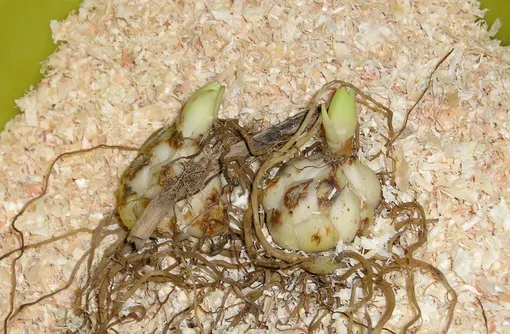 Посадка лилий осенью: луковицы с ростками могут не пережить зиму