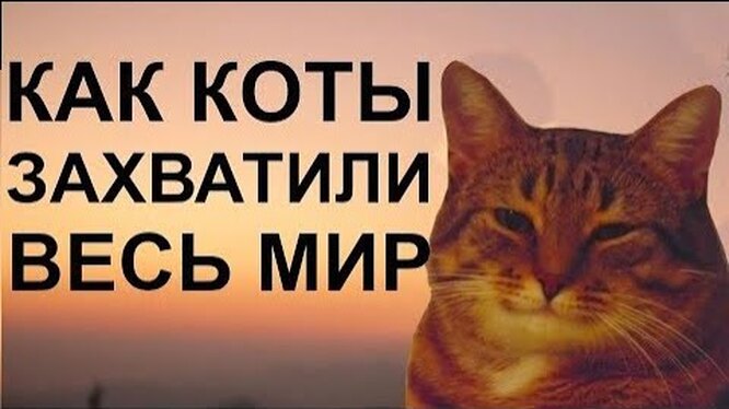 Откуда на Руси появились кошки, когда, и как это произошло, давно ли в  России живут кошки