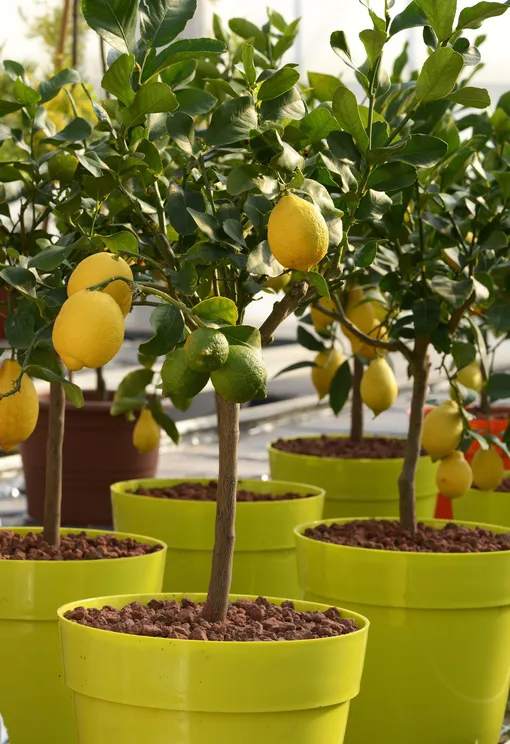 Вредители лимонного дерева