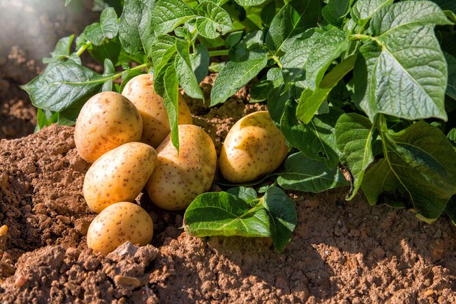 Посадка картофеля: сроки, способы, секреты выращивания