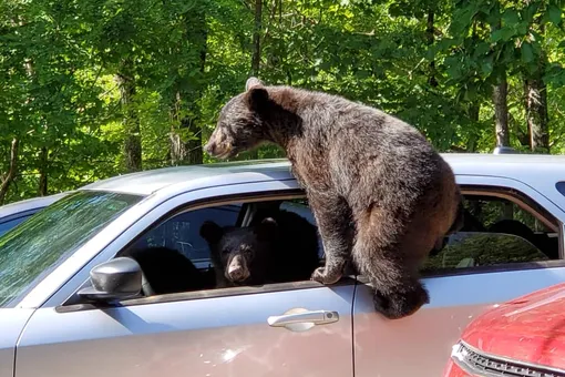 Банда медвежат залезла в машину и попыталась ее угнать