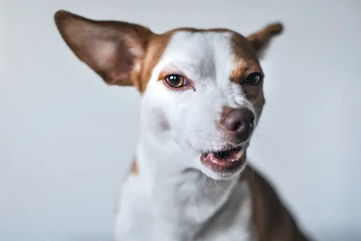 Cиндром маленькой собаки: почему собаки мелких пород более агрессивные