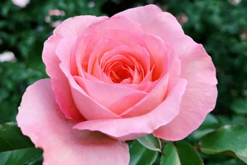 Размножение роз черенкованием осенью: пошаговая инструкция для садоводов