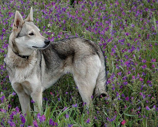 Волкособы (фото): что представляет собой гибрид волка и собаки?