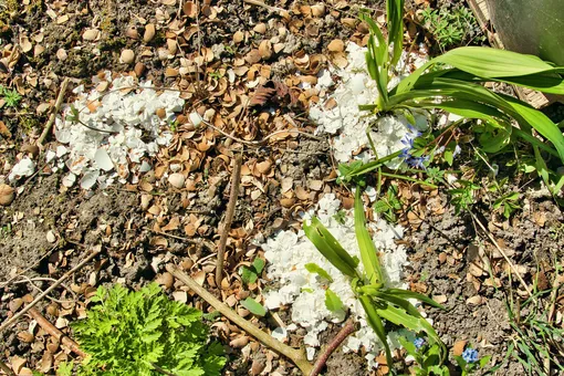 яичная скорлупа вокруг растений от слизней