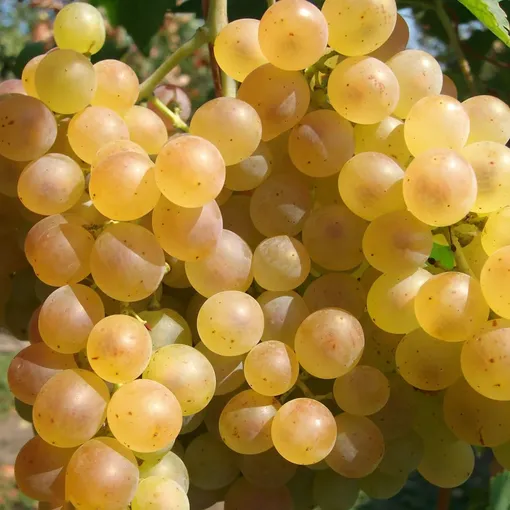 Условно-укрывные зимостойкие сорта винограда