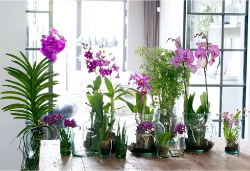 Расположение орхидеи фаленопсис дома