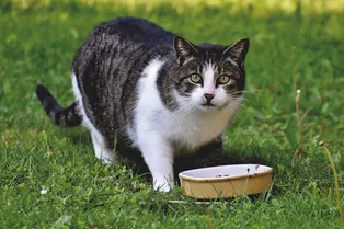 Почему кошки отказываются есть из полупустой миски? Настоящая причина вас удивит