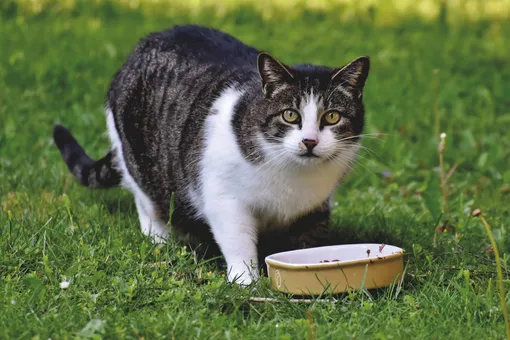Почему кошки отказываются есть из полупустой миски? Настоящая причина вас удивит
