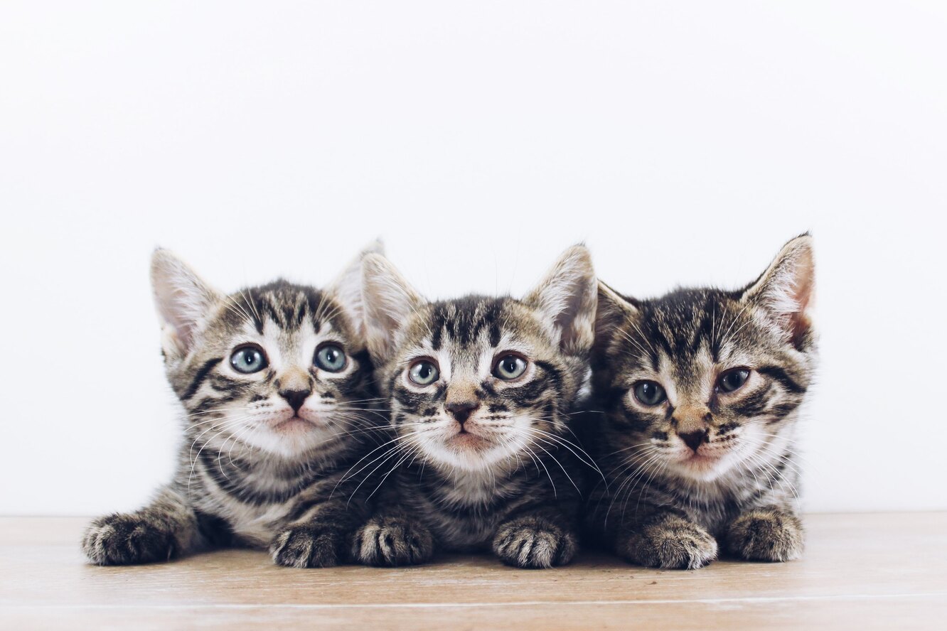 на скамейке семь котят
