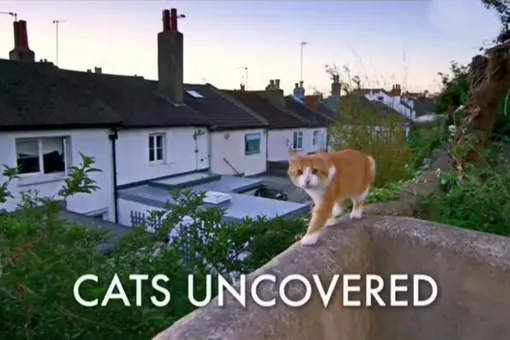 Кадр из фильма «Загадочные кошки»