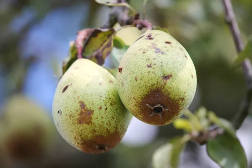 Плоды груши, поражённые плодожоркой и паршой, фотография болезней груши