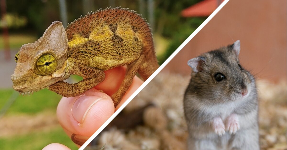 Виды домашних питомцев, подходящих для детей