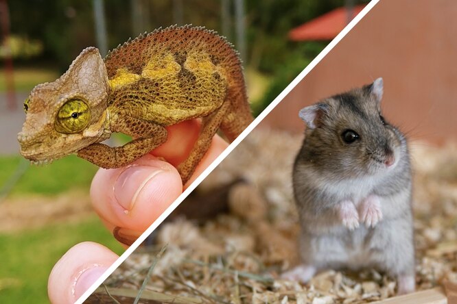 Позитивное воздействие на настроение