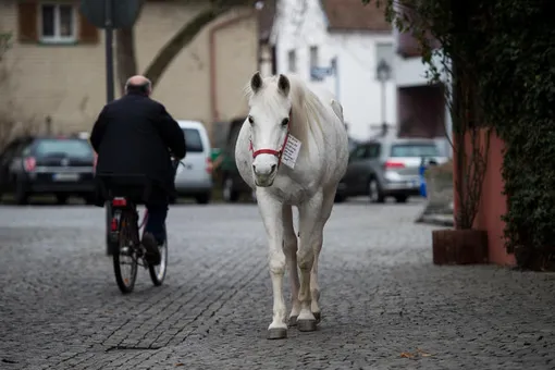 Городская легенда: лошадь 14 лет гуляет одна, с тех пор как хозяин состарился