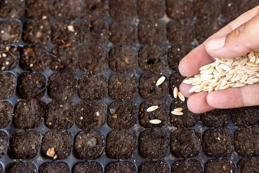 Почва для посева семян огурцов должна быть максимально плодородной