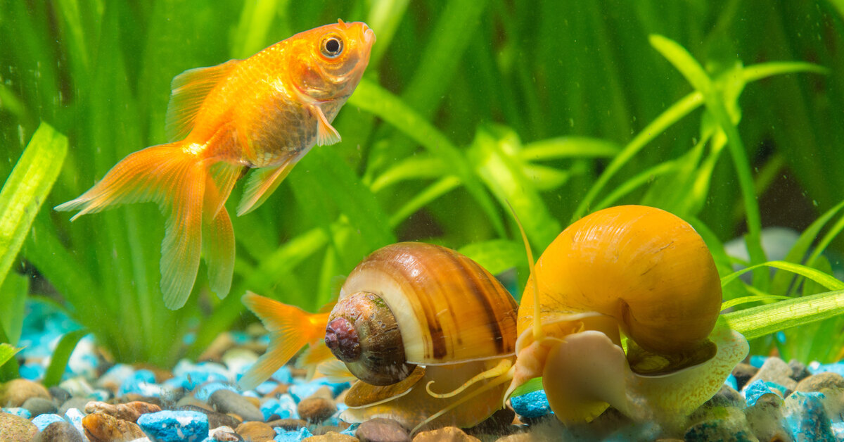 Выбор и уход за улитками в аквариуме