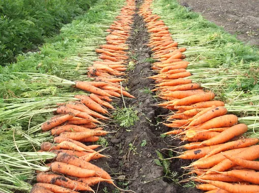 Периодичность августовского внесения удобрений под морковь