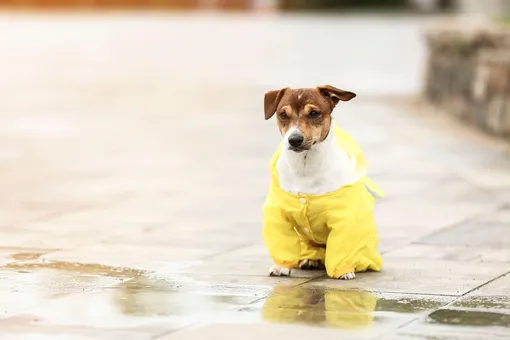 водонепроницаемая куртка для собаки