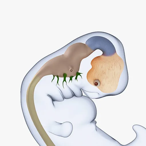 рисунок эмбриона на 7 неделе беременности