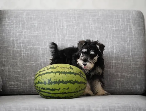 Собака и арбуз на диване, какие фрукты нельзя давать собаке