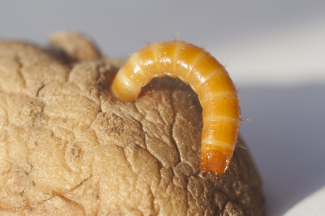 10 способов избавиться от проволочника в огороде навсегда