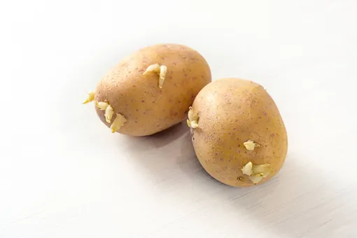 Чтобы понять, какой сорт картофеля годится для посадки именно для вас, лучше всего проверить его на пробу