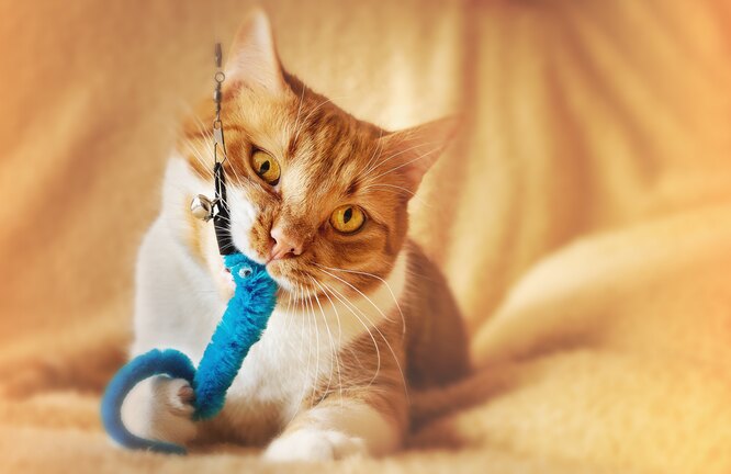 Кошка носит игрушку, потому что любит её