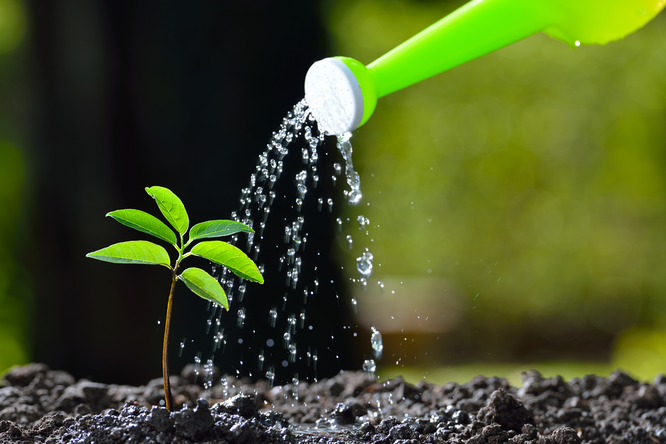 Podzimný zavlažování na podzim: 5 důležitých pravidel