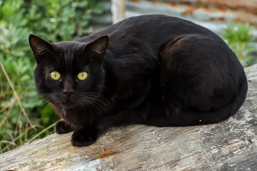 «Дети счастливы»: чёрная кошка вернулась домой через четыре года после пропажи