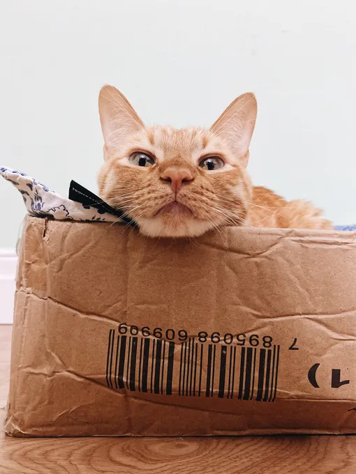 Почему кошка любит сидеть в коробке: проверьте, знаете ли вы правильный  ответ